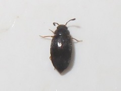 Proteinus brachypterus