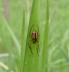 Araneus pratensis