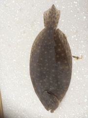 Pseudorhombus jenynsii