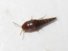 Sepedophilus nigripennis