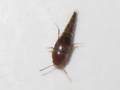 Sepedophilus nigripennis