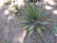 Agave obscura