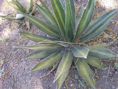 Agave obscura