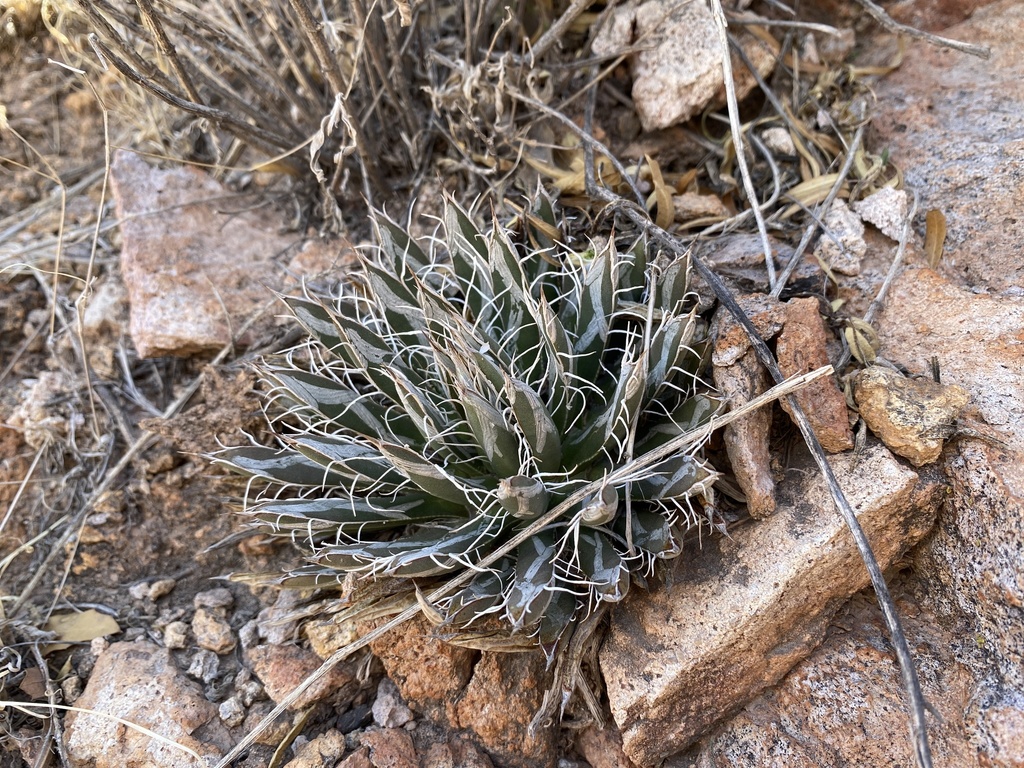 Agave parviflora, United States