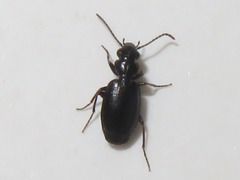 Syntomus foveatus