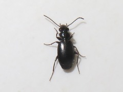 Syntomus foveatus