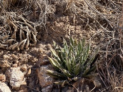 Agave parviflora parviflora