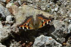 Aglais caschmirensis