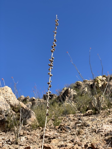 Agave parviflora