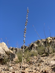 Agave parviflora parviflora