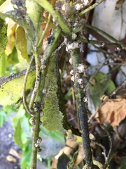 Ceroplastes cirripediformis
