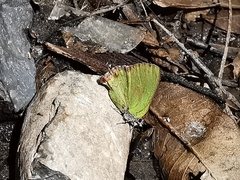 Cyanophrys miserabilis