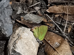 Cyanophrys miserabilis