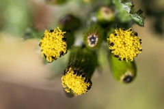 Senecio vulgaris