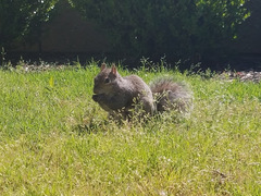 Sciurus carolinensis