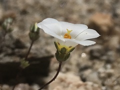 Linanthus bellus