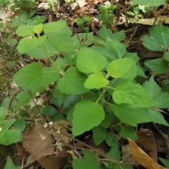 Scutellaria seleriana