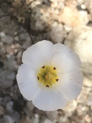 Linanthus bellus