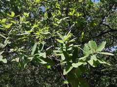 Quercus laceyi