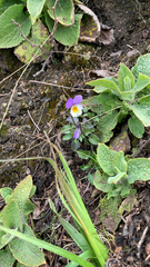 Viola tricolor