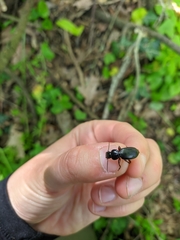 Pterostichus madidus