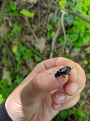 Pterostichus madidus