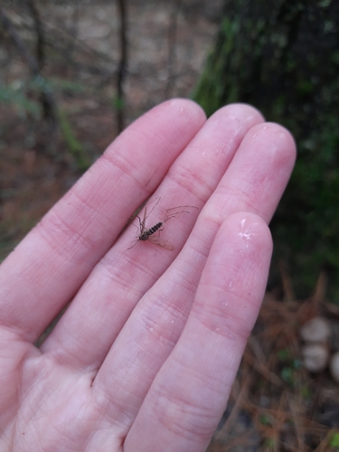 Alaskan winter mosquito