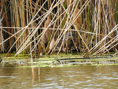 Botaurus lentiginosus