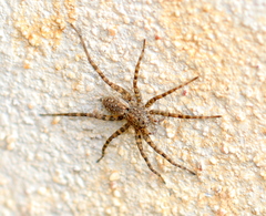 Lycosidae