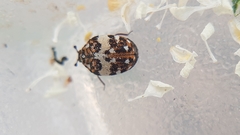 Anthrenus isabellinus