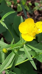 Ranunculus auricomus
