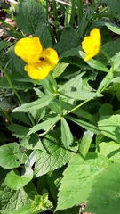 Ranunculus auricomus