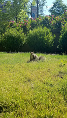 Sciurus carolinensis