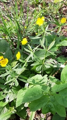 Ranunculus auricomus