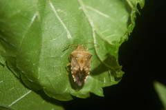 Elasmucha putoni