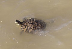 Trachemys scripta elegans