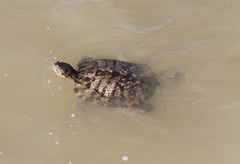 Trachemys scripta elegans