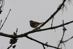 Phylloscopus collybita