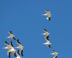 Pelecanus erythrorhynchos