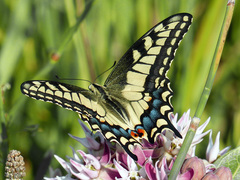Papilio machaon oregonius
