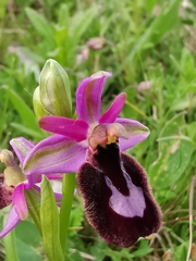 Ophrys bertolonii benacensis