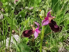 Ophrys bertolonii benacensis