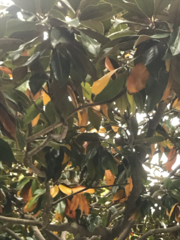 Magnolia grandiflora