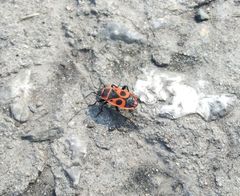 Pyrrhocoris apterus