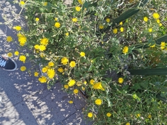 Sonchus tenerrimus