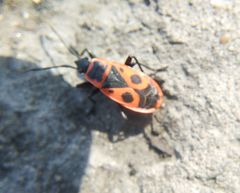 Pyrrhocoris apterus