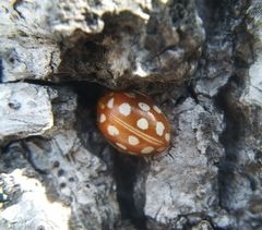 Halyzia sedecimguttata