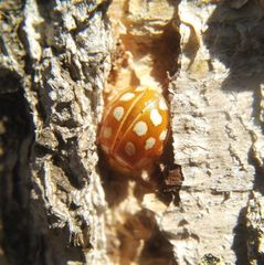 Halyzia sedecimguttata