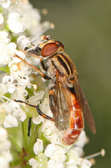 Anasimyia distincta