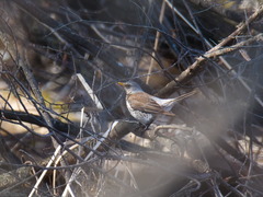Turdus pilaris